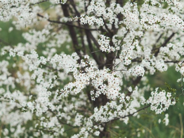 Comment mieux gérer les allergies printanières en 2023 ? Des astuces simples